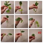 Stekjesbox #2, Huis en Inrichting, Kamerplanten, Ophalen of Verzenden, Overige soorten, Halfschaduw, Minder dan 100 cm