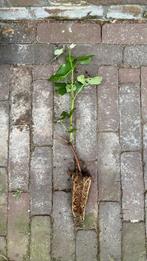 Druif Boskoop Glory, Ophalen of Verzenden, Zomer, Groenteplanten, Volle zon
