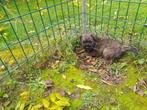Puppy's Border Cairn terriërs te koop, Dieren en Toebehoren, Overige rassen, 8 tot 15 weken, CDV (hondenziekte), Meerdere