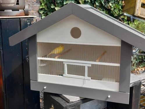 Kanaries mannen, Dieren en Toebehoren, Vogels | Kanaries, Mannelijk