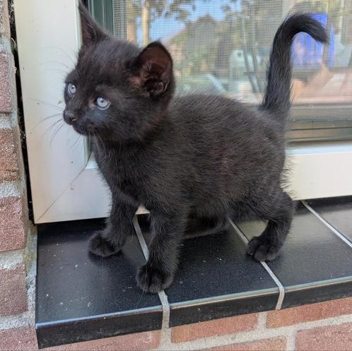 Klein donzig poezen meisje Europese korthaar, Dieren en Toebehoren, Katten en Kittens | Overige Katten, Kortharig, Meerdere dieren