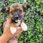 AIN: Coco, Dieren en Toebehoren, Rabiës (hondsdolheid), 15 weken tot 1 jaar, Buitenland, Eén hond