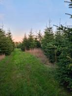 Buurt kerstbomen te koop !, Ophalen of Verzenden, Nieuw