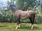 A welsh, Dieren en Toebehoren, Pony's, Gechipt, Ruin, Zadelmak, A pony (tot 1.17m)