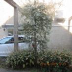 TE KOOP MOOI 3 STUKS TREURPEER OF WEL SIERPEER PYRUS, Ophalen, Zomer, Halfschaduw, Treurboom