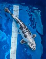 Doitsu Kin Kabotu koi 45cm, Karper of Koi