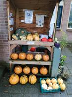 Pompoenen en kalebassen, Ophalen of Verzenden, Zo goed als nieuw
