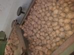 Aardappelen Frieslander Agria Allouette, Ophalen