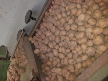 Aardappelen Frieslander Agria Allouette beschikbaar voor biedingen
