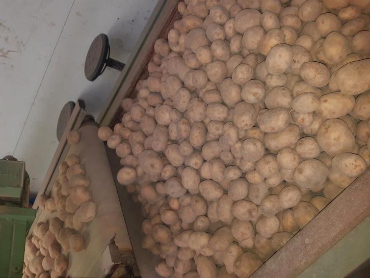 Aardappelen Frieslander Agria Allouette, Diversen, Levensmiddelen, Ophalen