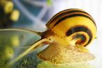 Asolene Spixi ( zebra dwerg appelslak ), Dieren en Toebehoren, Vissen | Aquariumvissen, Slak of Weekdier