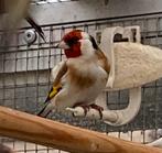 Te koop zeer mooie grote en gezonde major putter man, Dieren en Toebehoren, Mannelijk, Wildzangvogel