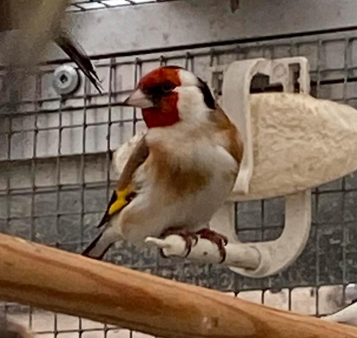 Te koop zeer mooie grote en gezonde major putter man, Dieren en Toebehoren, Vogels | Overige Vogels, Wildzangvogel, Mannelijk