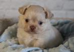 chihuahua langhaar pupjes, Dieren en Toebehoren, Honden | Chihuahua's en Gezelschapshonden, België, Particulier, Meerdere, Meerdere dieren