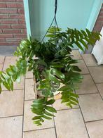 Epiphyllum chrysocardium, Huis en Inrichting, Kamerplanten, Ophalen of Verzenden, Halfschaduw, Minder dan 100 cm