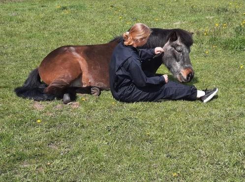 Stal medewerker aangeboden, Dieren en Toebehoren, Stalling en Weidegang, Toebehoren