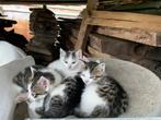 Boerderij kittens, Poes, 0 tot 2 jaar