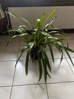 Orchidee, Ophalen, Halfschaduw, Minder dan 100 cm