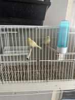 Kanaries, Dieren en Toebehoren, Meerdere dieren, Kleurkanarie
