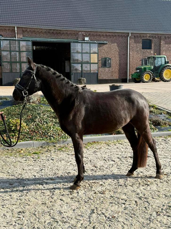 De allerliefste kinder D pony !!! knap en super instelling!, Dieren en Toebehoren, Pony's, Ruin, B, D pony (1.37m tot 1.48m), Dressuurpony