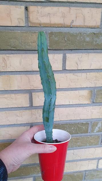 Blauwe Murtillo cactus geometrizans 4 voor 10€  beschikbaar voor biedingen