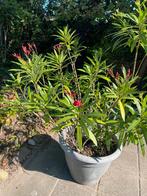Oleander -  3 Oleanders in een pot, Ophalen, Zomer, Overige soorten, Volle zon