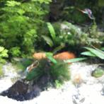 Endler guppen, Vis, Zoetwatervis
