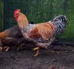 Bielefelder, Dieren en Toebehoren, Pluimvee, Mannelijk, Kip