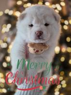 Prachtige Pomsky x Shiba Inu pups, CDV (hondenziekte), 8 tot 15 weken, Poolhond, Meerdere