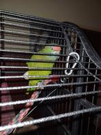 Amazone papegaai 1,5 jaar, Dieren en Toebehoren, Papegaai, Mannelijk, Tam
