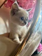 Persian sphynx kittens, Dieren en Toebehoren, Katten en Kittens | Raskatten | Korthaar, Meerdere dieren, Gechipt