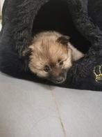 Wolf pomeranian spitz, Particulier, 8 tot 15 weken, Buitenland, Teef
