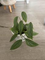 Epipremnum Cebu blue, Huis en Inrichting, Kamerplanten, Verzenden, Overige soorten, Minder dan 100 cm