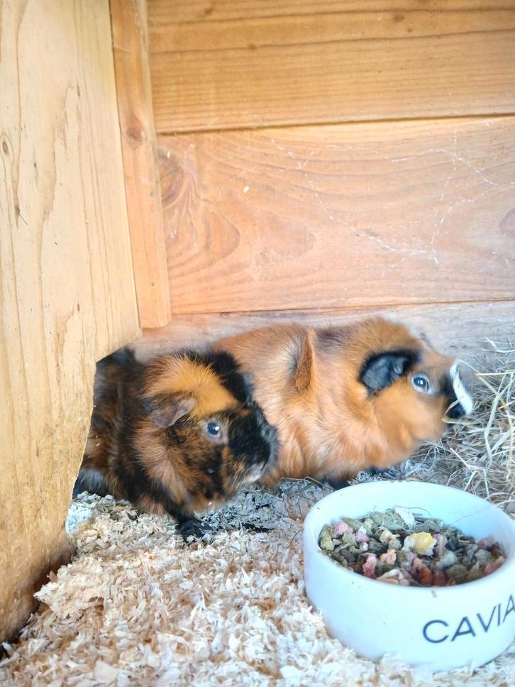 2 lieve cavia s, Dieren en Toebehoren, Knaagdieren, Vrouwelijk, Cavia, December, Tam