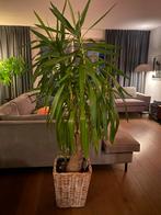 Grote Yucca kamerplant - 180cm+, Ophalen