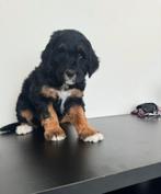 Australian labradoodle alf1 puppy’s, Overige rassen, 8 tot 15 weken, Meerdere, Meerdere dieren