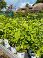 Hortensia ‘strong annabelle’, Tuin en Terras, Planten | Tuinplanten, Ophalen, Zomer, Overige soorten, Halfschaduw