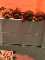 Toy poedel raszuiver, Poedel, Rabiës (hondsdolheid), 8 tot 15 weken, Meerdere