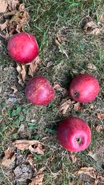Verse appels, Diversen, Levensmiddelen, Ophalen