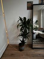 Plant, Ophalen, Overige soorten, 100 tot 150 cm