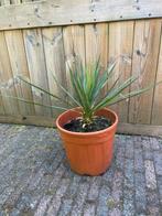 Mooie Yucca in kunststof pot Juka Juca Jukka Yuca, Halfschaduw, Zomer, Vaste plant, Ophalen of Verzenden