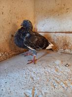 Kropper pieper, Dieren en Toebehoren, Vogels | Duiven, Geslacht onbekend, Kropper