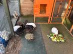 konijnen te koop, Dieren en Toebehoren, Konijnen, Meerdere dieren, Dwerg
