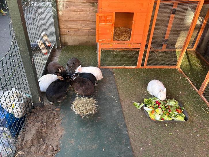 konijnen te koop, Dieren en Toebehoren, Konijnen, Dwerg, Meerdere dieren