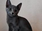 Blauwe Rus kitten katertje, Dieren en Toebehoren, Katten en Kittens | Raskatten | Korthaar, Kater, Gechipt