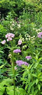 Echte valeriaan, Tuin en Terras, Planten | Tuinplanten, Ophalen, Overige soorten, Volle zon