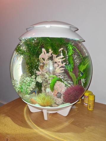 Biorb Halo 30 liter aquarium wit beschikbaar voor biedingen