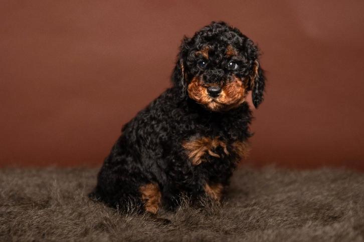 Dwergpoedel (1 Toy formaat) met FCI Stamboom Gekeurde ouders, Dieren en Toebehoren, Honden | Chihuahua's en Gezelschapshonden