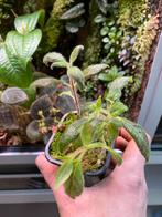 Kohleria warszewiczii - terrarium plant, Huis en Inrichting, Kamerplanten, Ophalen of Verzenden, Halfschaduw, Minder dan 100 cm