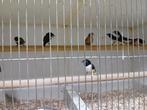 Diverse leuke tropen, Dieren en Toebehoren, Meerdere dieren, Tropenvogel, Geringd